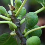 Feigenbaum pflanzen & pflegen - Winterharte Sorten Tipps