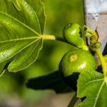 Kadota Feige: Winterharte Sorte mit gelben Früchten