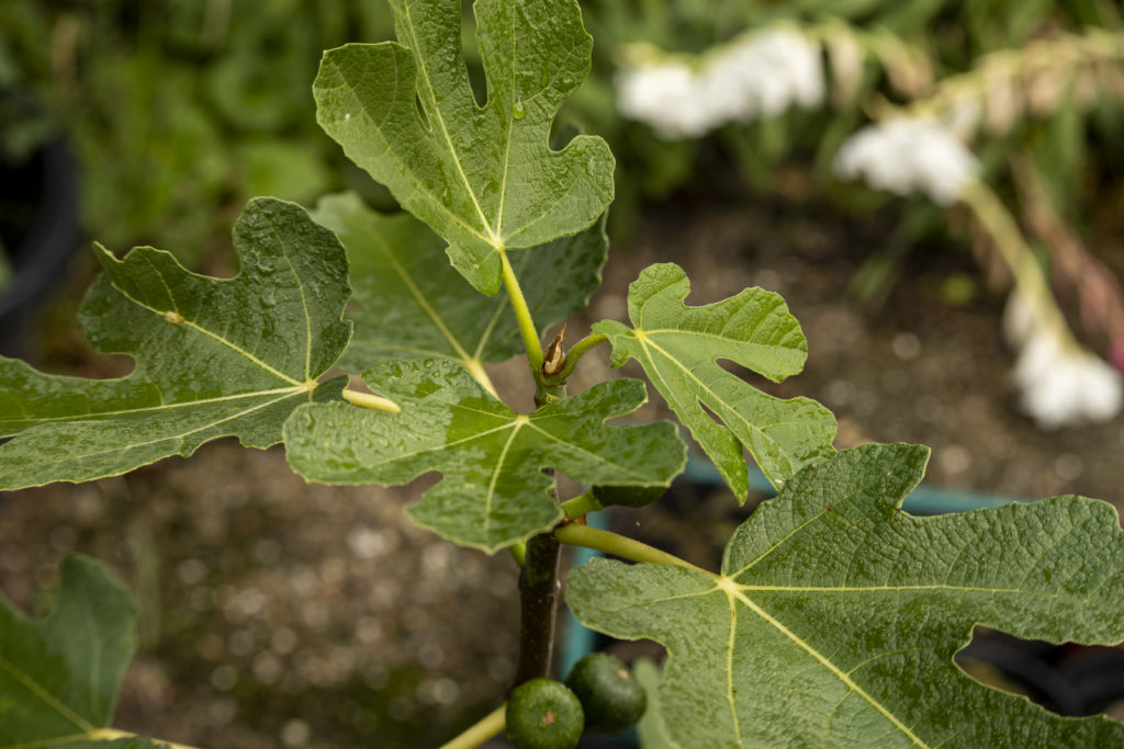 Frühe Dalmatiner Feige - schnelle Ernte ab Frühsommer 6 BVO 4225