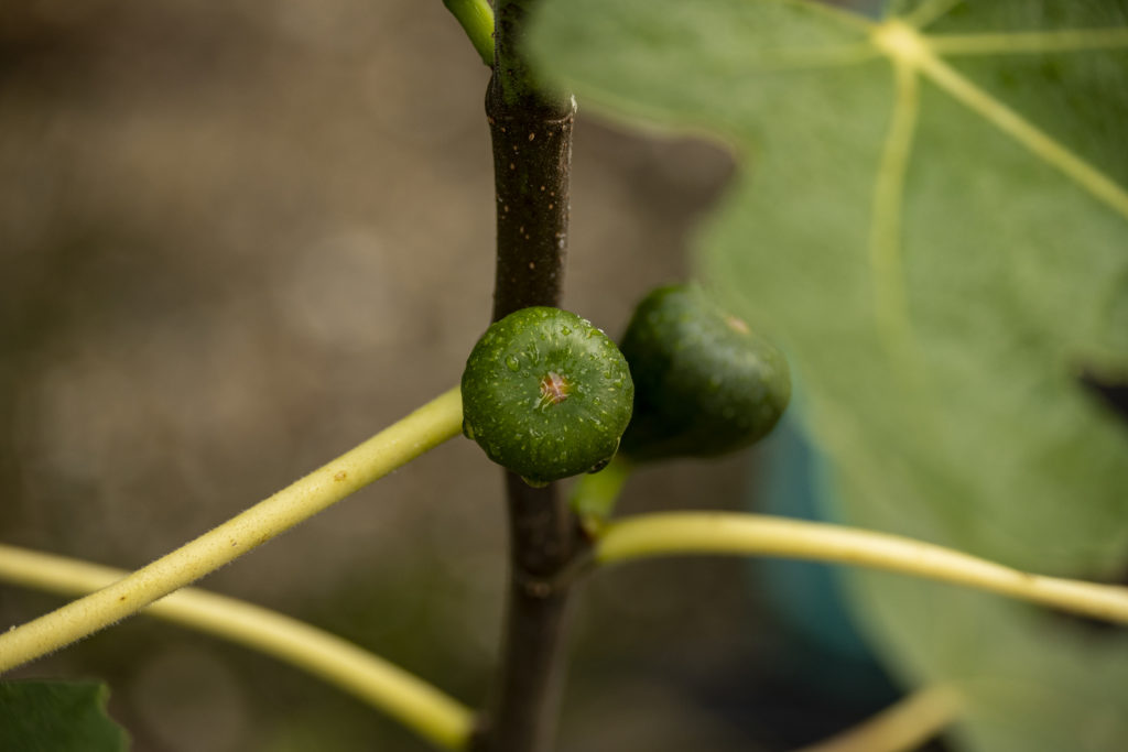 Frühe Dalmatiner Feige - schnelle Ernte ab Frühsommer 10 BVO 4226