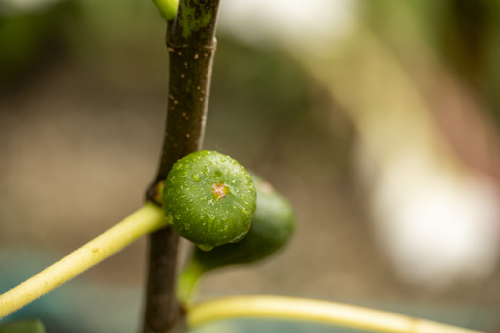 Frühe Dalmatiner Feige - schnelle Ernte ab Frühsommer 9 BVO 4228
