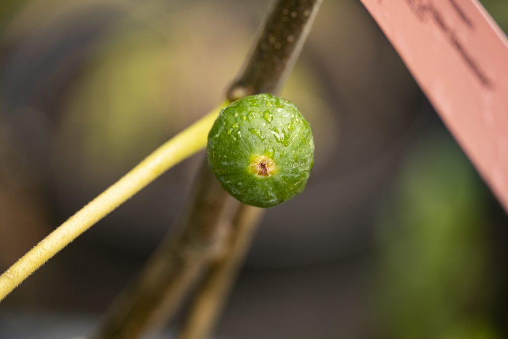 Frühe Dalmatiner Feige - schnelle Ernte ab Frühsommer 7 BVO 4230