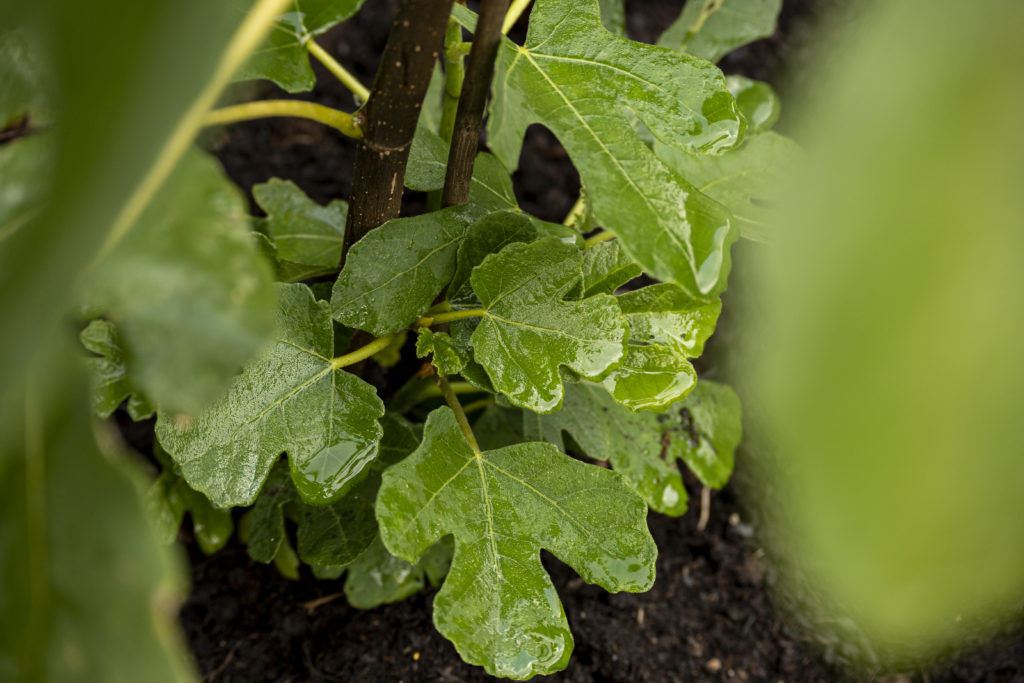 Frühe Dalmatiner Feige - schnelle Ernte ab Frühsommer 8 BVO 4231