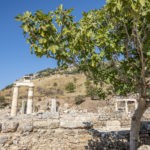 Feigenbaum im Garten - Tipps für Anbau & Pflege 2 Feigenbaum Ficus carica: Köstliche Früchte & Dekoration