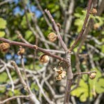 Fruchtfall bei Feigen: Warum fallen unreife Früchte ab?