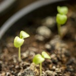 BSA Feigensorten: 5 amtlich eingetragene Sorten Deutschland 4 Feigenbaum aus Samen ziehen - Anleitung & Tipps