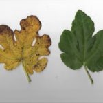 Yellow Bratislava Feige - Winterharte Feigensorte im Porträt