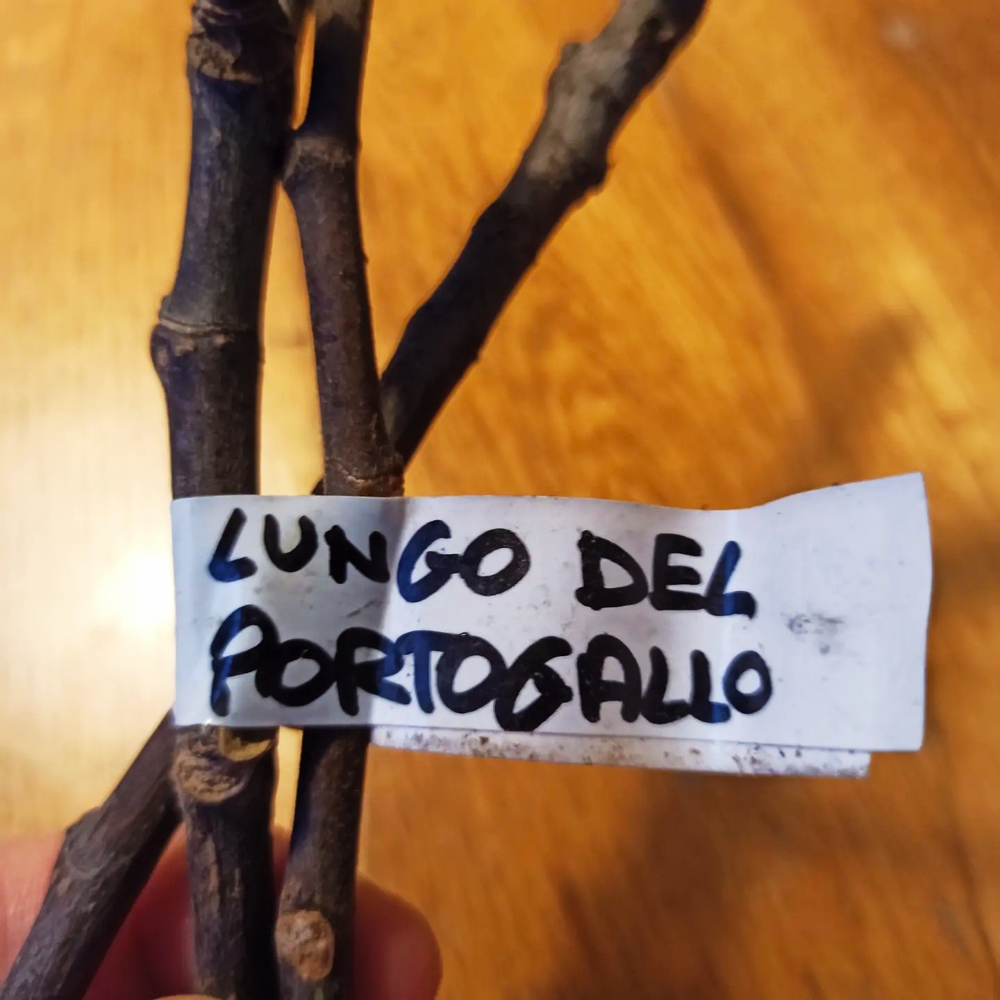 Lungo del Portogallo Feige - Italienische Feigensorte 1 1645290761552