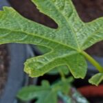 Feigenbaum 'Grise St. Jean' - Robuste Feigensorte pflegen 2 Feigenbaum Sorten im Kübel - Austrieb & Pflege-Tipps