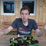 Feigenbaum aus Samen ziehen - 7 Monate Wachstum Update