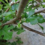 Maulbeerbaum Früchte nach 3 Jahren - Morus alba Pflege