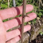 Seidenraupenbaum Che: Maclura tricuspidata Mai Austrieb