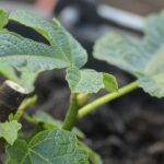 Feigenbaum Sorten im Kübel: Mein Rundgang