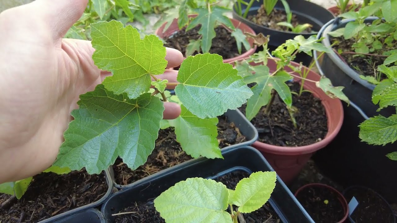 Feigenbaum aus Samen ziehen - Update Juni 2022 1 maxresdefault 1