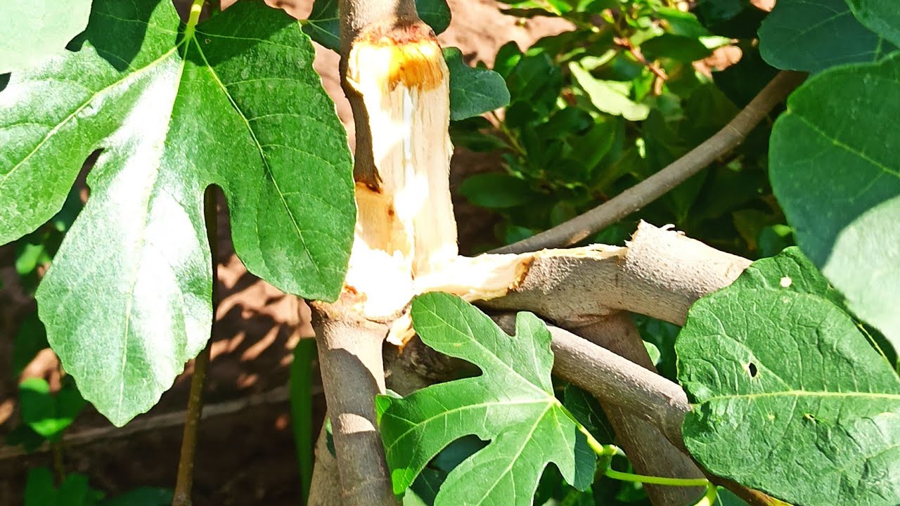 Feigenbaum Sturmschaden reparieren - So rettest Du Deinen Baum 1