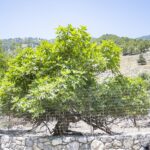 BSA Feigensorten: 5 amtlich eingetragene Sorten Deutschland 2 Feigenbaum Symbolik: Bedeutung & spirituelle Kraft im Garten