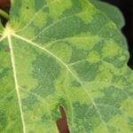 Feigenbaum Regen: So schützen Sie Ihre Feige vor Nässe