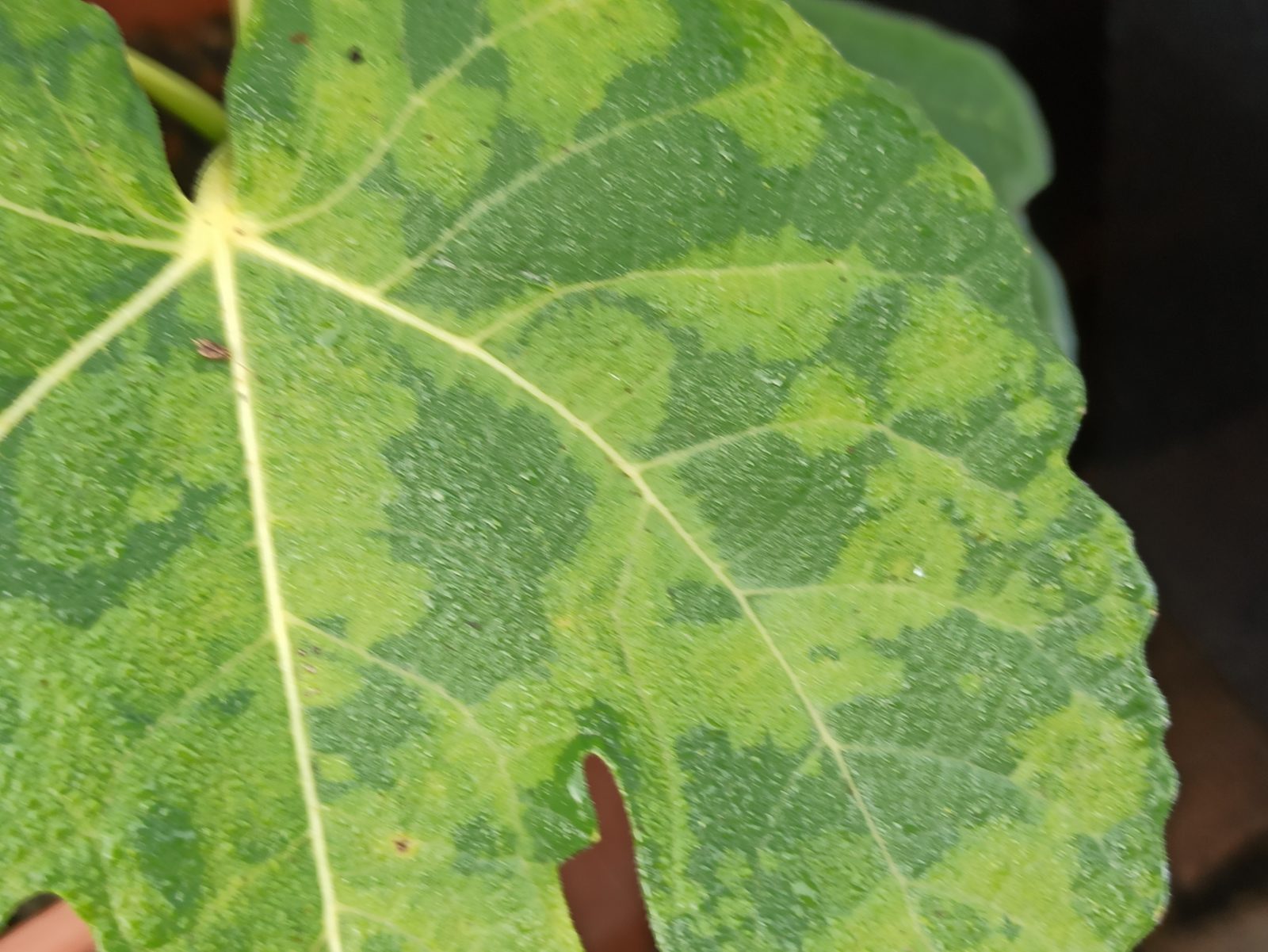 Feigenbaum Regen: So schützen Sie Ihre Feige vor Nässe 1 1664439307809