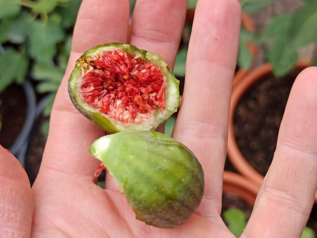Ficus carica Bornholm - Winterharte Feige aus Dänemark 2 1664503483288