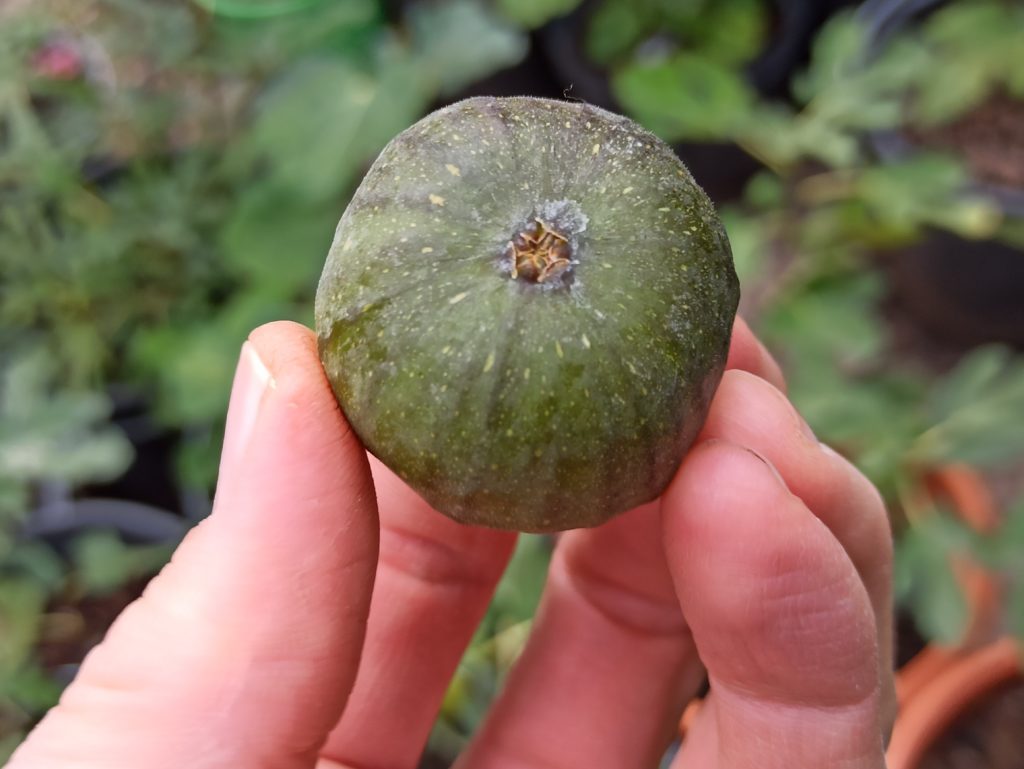 Ficus carica Bornholm - Winterharte Feige aus Dänemark 4 1664503483394