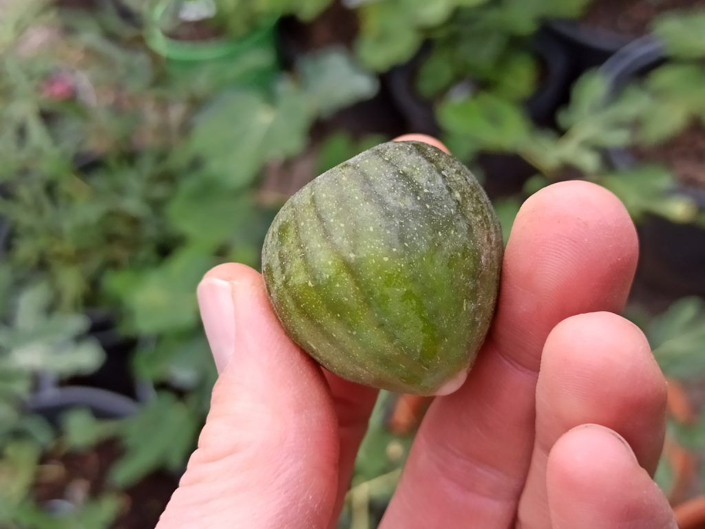 Ficus carica Bornholm - Winterharte Feige aus Dänemark 6 1664503483408