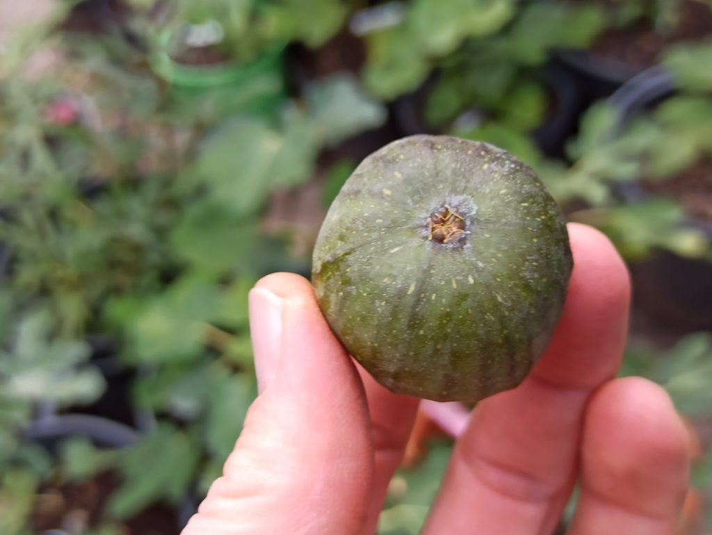 Ficus carica Bornholm - Winterharte Feige aus Dänemark 7 1664503483435