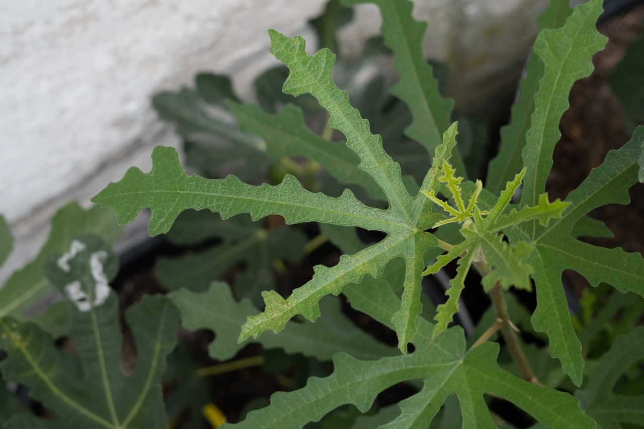 Feigenbaum pflanzen: Beste Zeit & Anleitung für Ihren Garten 1 BVO 3236