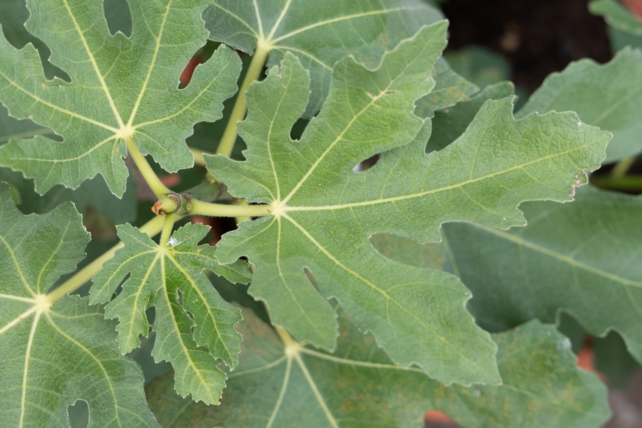 Ficus carica Negronne - Winterharte Feigensorte kaufen 1 BVO 3298