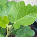 Feigenbaum Symbolik: Bedeutung & spirituelle Kraft 3 Feige düngen: Richtige Düngung für mehr Früchte