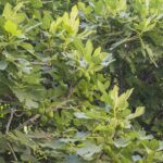 Feigensorten: Vielfalt & Geschmack verschiedener Ficus carica