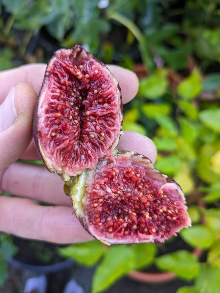 Ficus carica Bornholm - Winterharte Feige aus Dänemark 10 Pxl 20231001 083148092