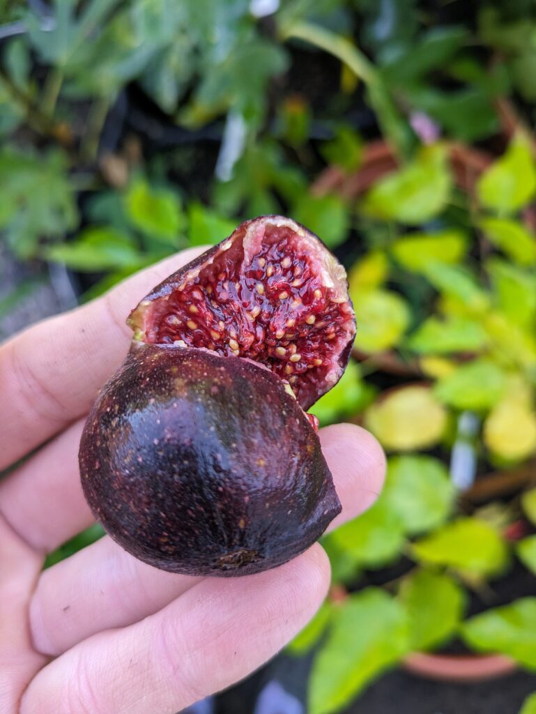 Ficus carica Bornholm - Winterharte Feige aus Dänemark 9 Pxl 20231001 083201702