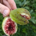 Feige St Pierre kaufen - kompakte Feigensorte für Topf & Garten 4 Ficus hircana: Winterharte Feigensorte aus Aserbaidschan