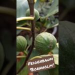 Feigenbaum Bornholm - Winterharte Sorte für den Garten