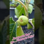 Bourjasotte Noir Feige - Die süße dunkle Verführung