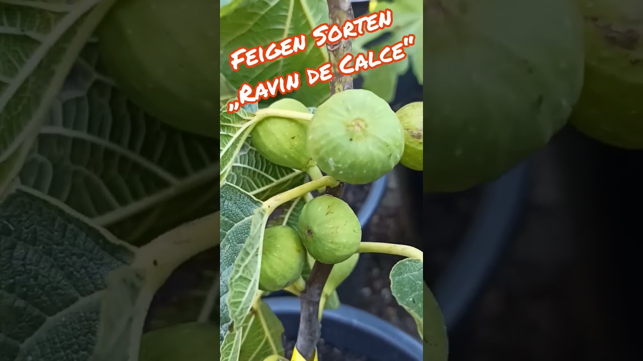 Feigensorte Ravin de Calce - Eigenschaften & Pflege 1 maxresdefault 6
