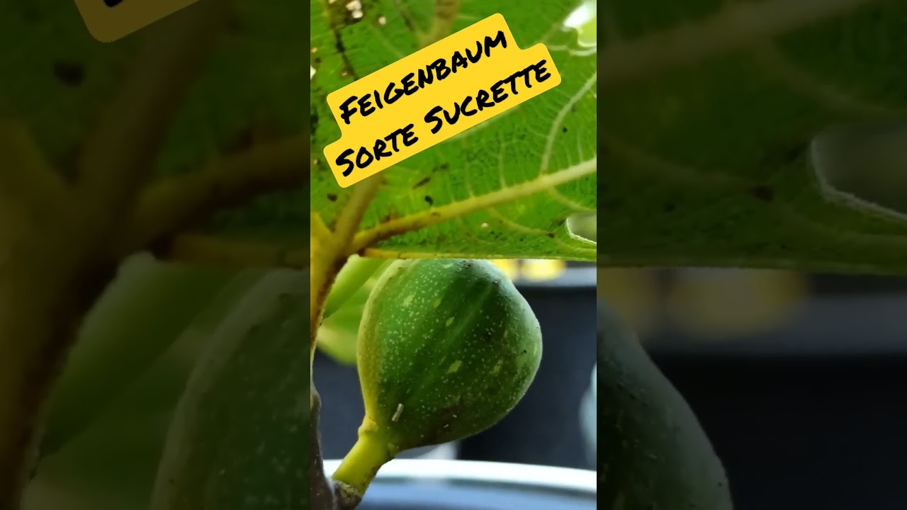 Feigensorte Sucrette - Süße Feigen für den Hausgarten 1 maxresdefault 7