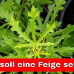 Ficus Johannis Digitata: Seltener Feigenbaum mit Blättern