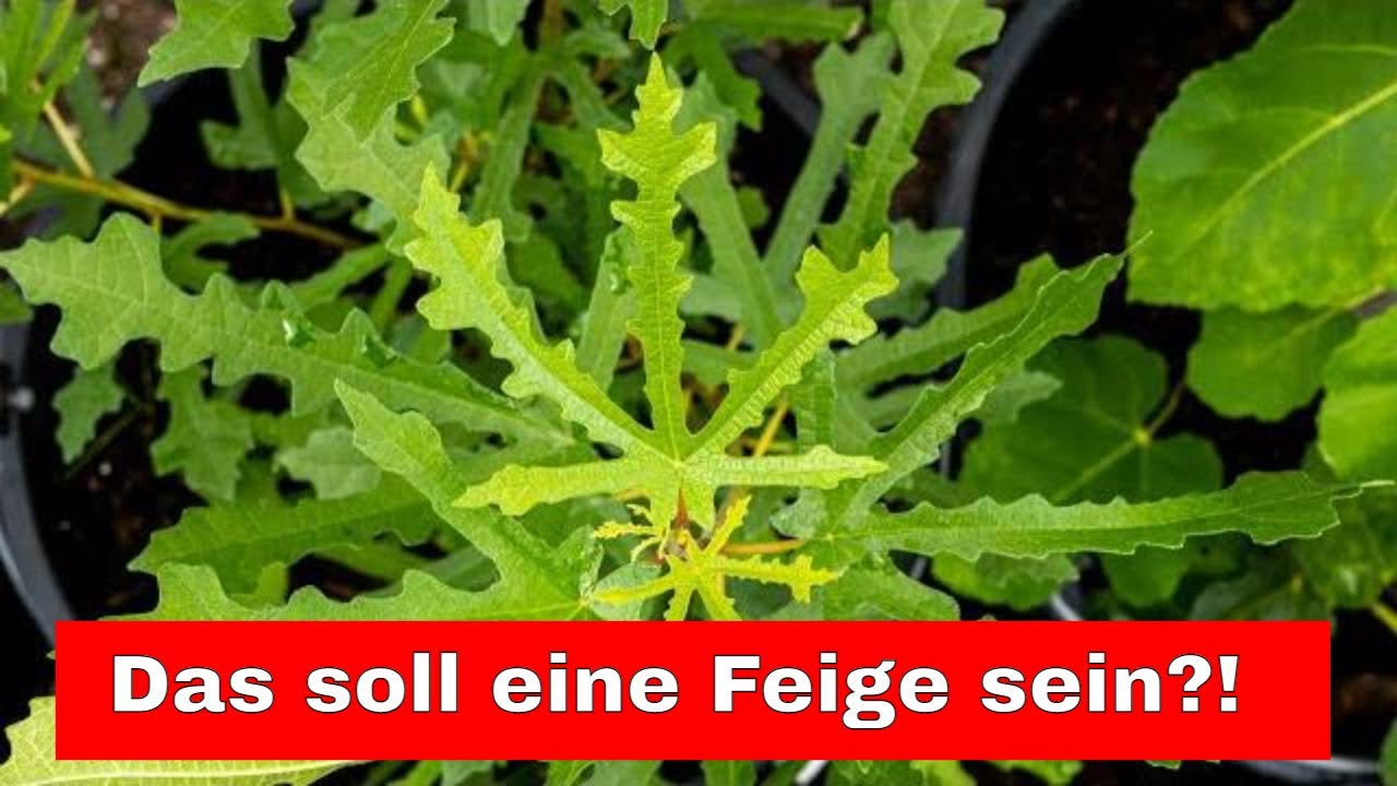 Ficus Johannis Digitata: Seltener Feigenbaum mit Blättern 1 maxresdefault 9