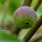 Feigenbaum Symbolik: Bedeutung & spirituelle Kraft 2 Feigenbaum im Garten - Tipps für Anbau & Pflege