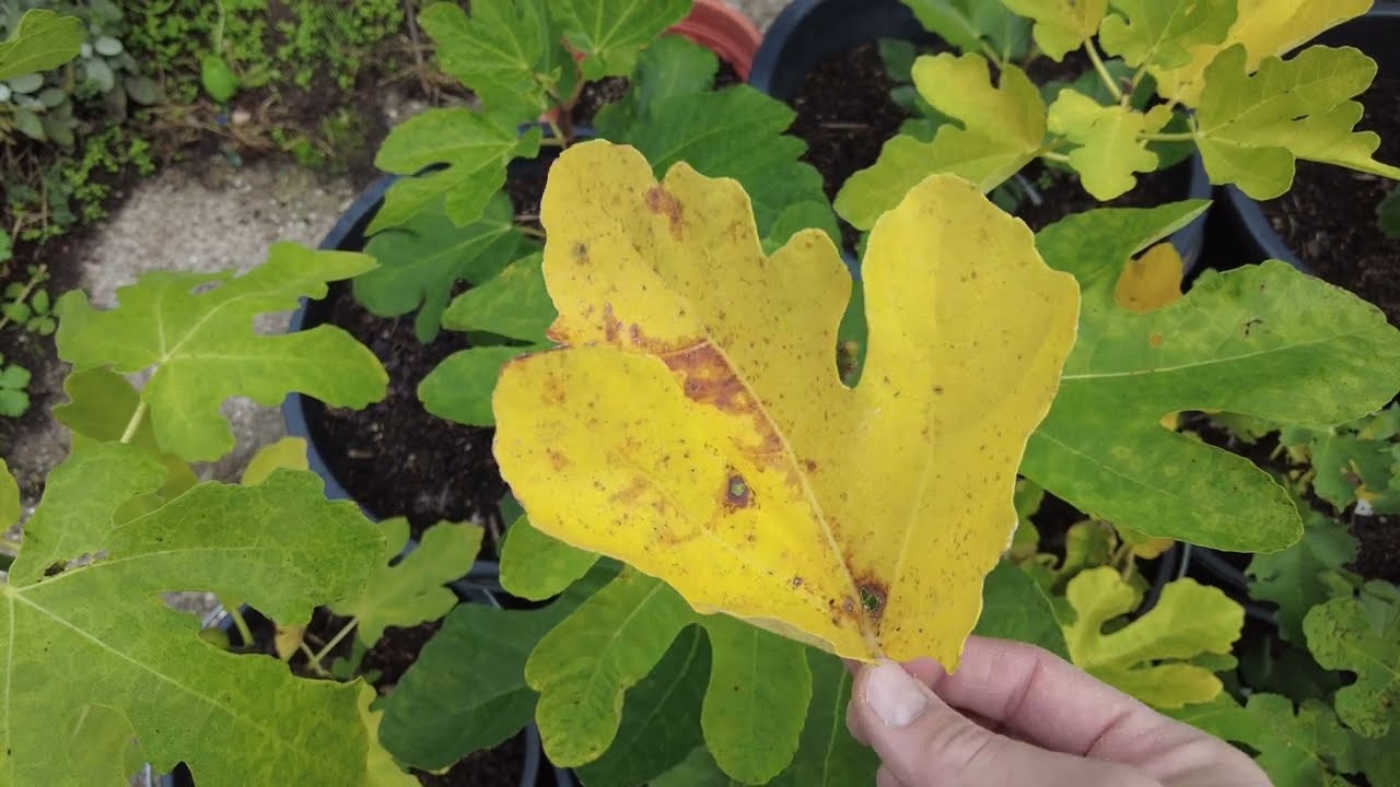 Feigen Blätter fallen ab: Herbstlicher Laubfall erklärt 1 maxresdefault 1