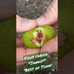 Ficus carica 'Jannot' - Feigenbaum Sorte im Portrait