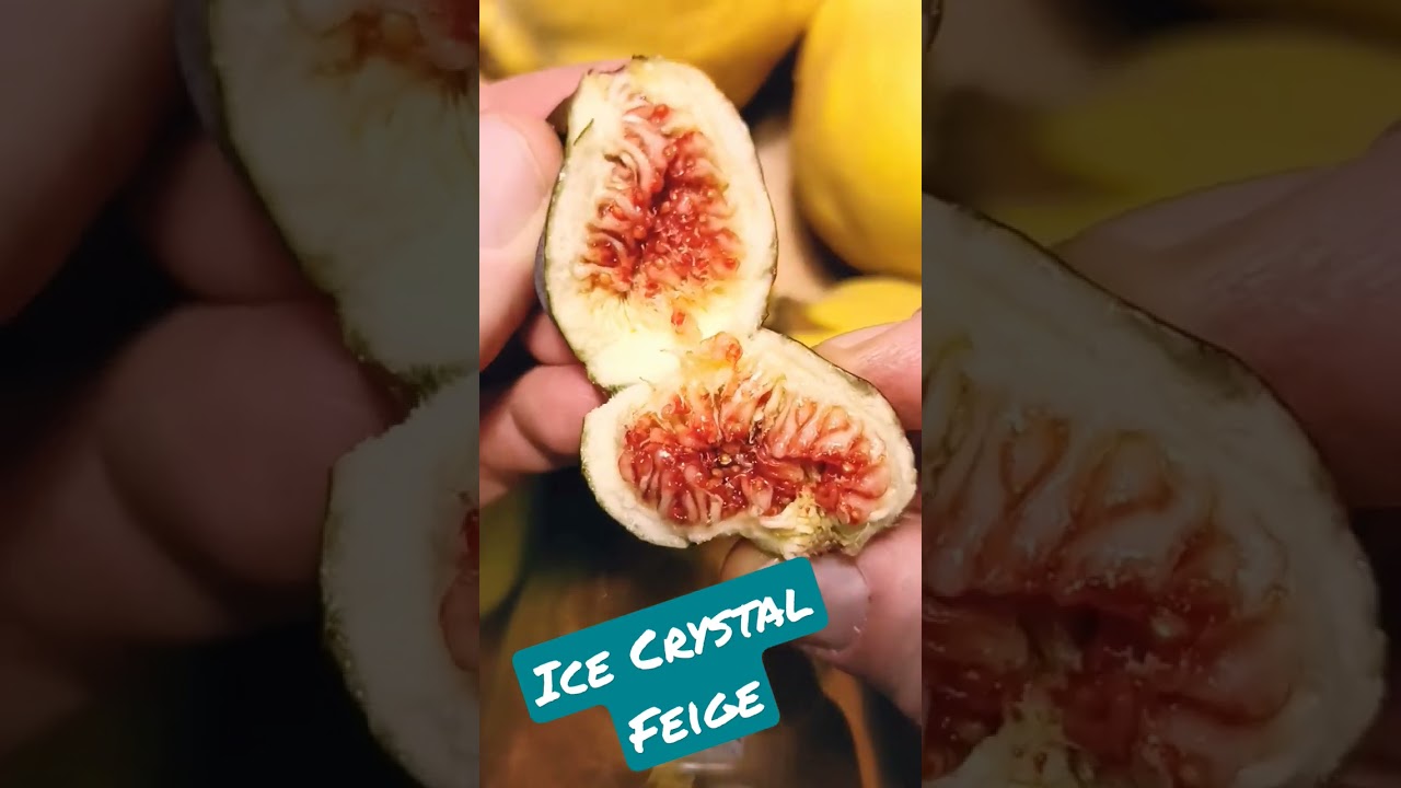 Ice Crystal Feige - Winterharte Feigensorte für Ihren Garten 1 maxresdefault 3