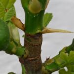 Ficus carica Firoma - Feigenbaum Sorte im Detail 2023