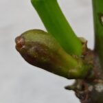 Ficus carica Light Green Verdone: Feigenbaum Sortenporträt