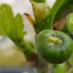 Ficus carica Brunswick - Feigenbaum pflegen & ernten 2024