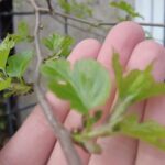 Maulbeerbaum pflanzen: Der perfekte Obstbaum für Garten