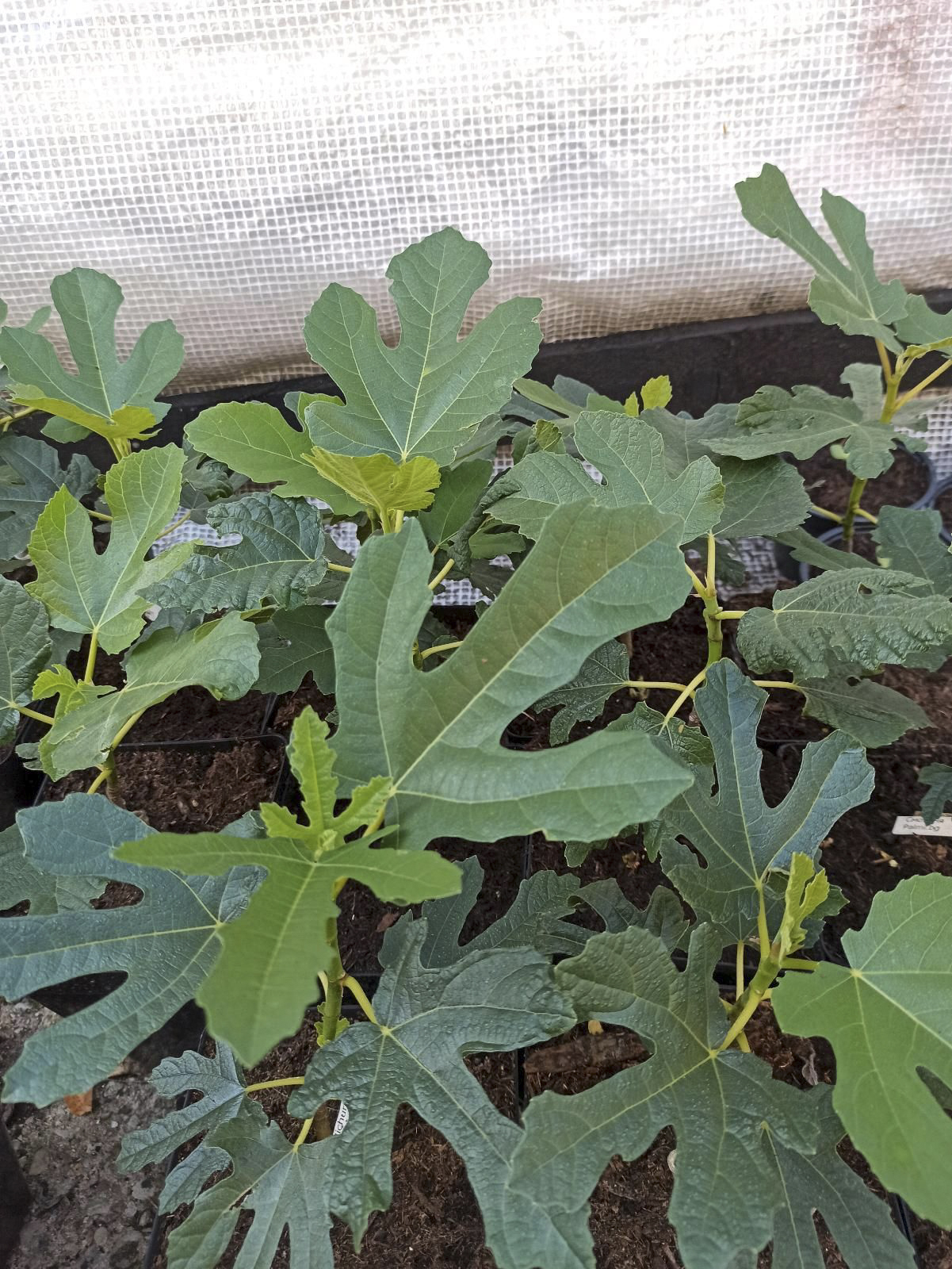 Ficus carica “Michurinska-10” – beste Feigensorte aus Bulgarien 10 Ficus carica “Michurinska-10” – beste Feigensorte aus Bulgarien – Bild 10