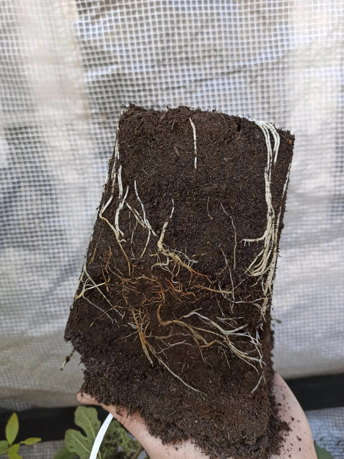 Ficus carica “Michurinska-10” – beste Feigensorte aus Bulgarien 16 Ficus carica “Michurinska-10” – beste Feigensorte aus Bulgarien – Bild 16