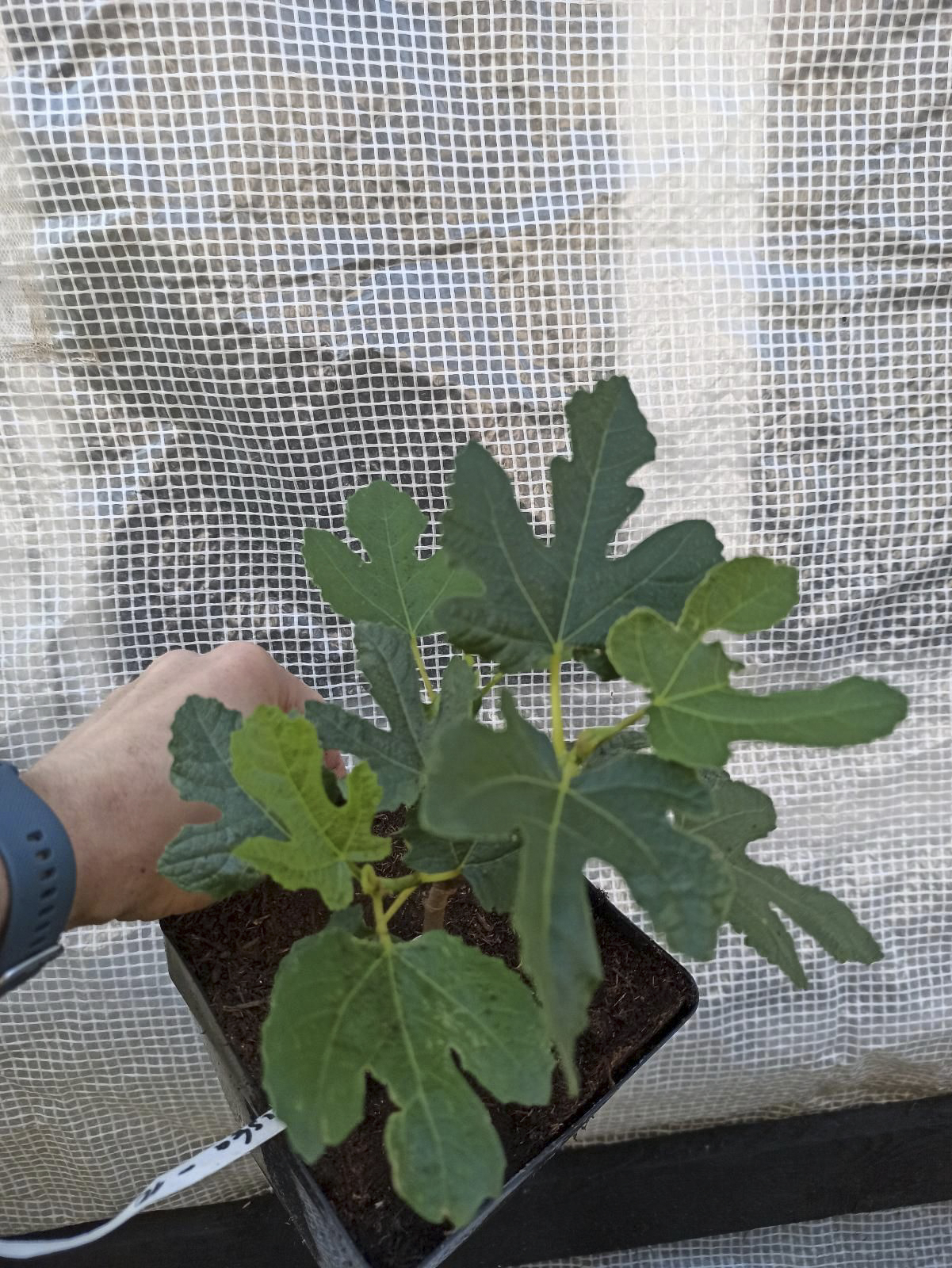 Ficus carica “Michurinska-10” – beste Feigensorte aus Bulgarien 14 Ficus carica “Michurinska-10” – beste Feigensorte aus Bulgarien – Bild 14